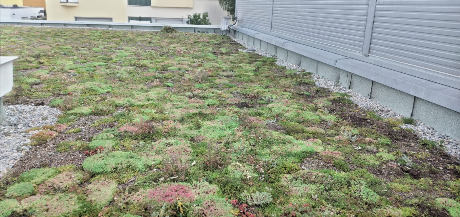 Begrünung auf einem Dach